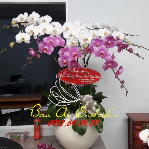 Chậu hoa lan hồ điệp tết LHDT-57