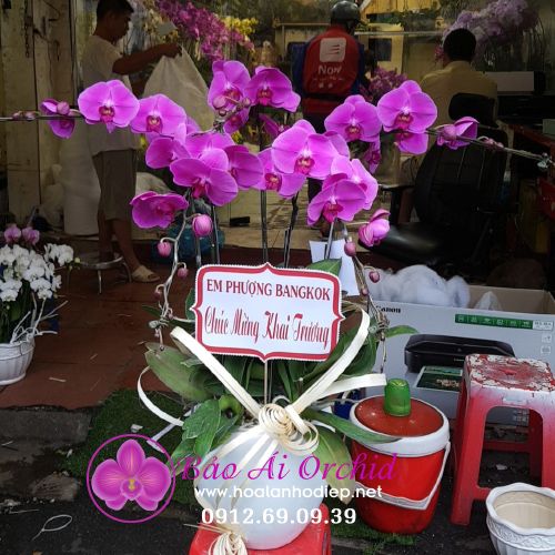 Chậu lan hồ điệp tím 5 cành LHD-560