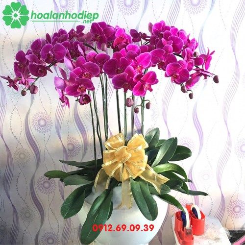 Chậu hoa lan hồ điệp tím đẹp LHD-75
