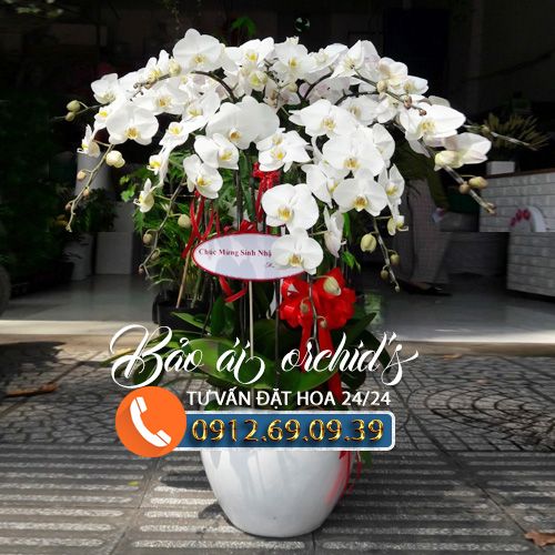 Chậu hoa lan trắng 10 cành LHD-360
