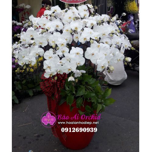  Chậu hoa lan trắng 30 cành siêu VIP LHD-516 