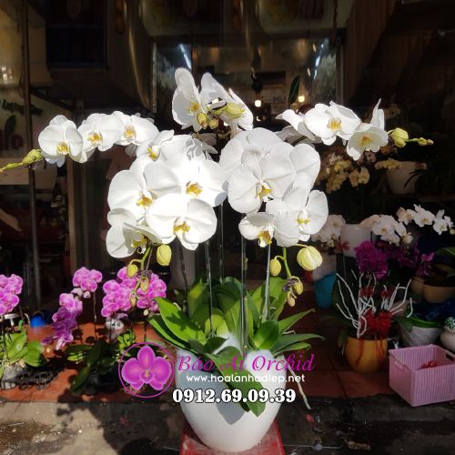 Chậu hoa lan trắng 5 cành LHD-546
