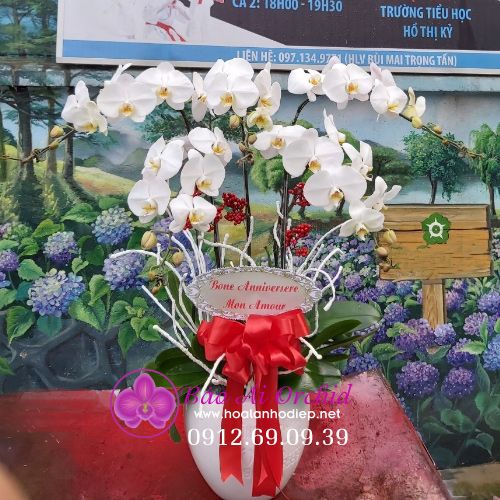 Chậu hoa lan hồ điệp trắng 5 cành LHD-551