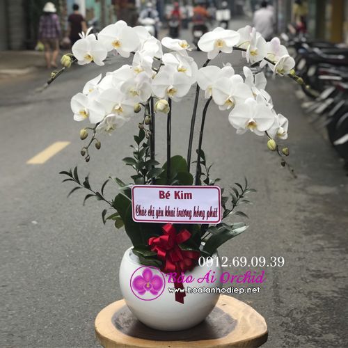Chậu hoa lan hồ điệp trắng 5 cành LHD-609