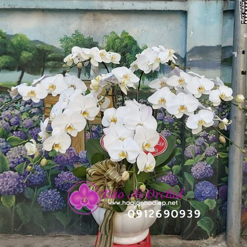 Chậu lan hồ điệp trắng 8 cành LHD-566
