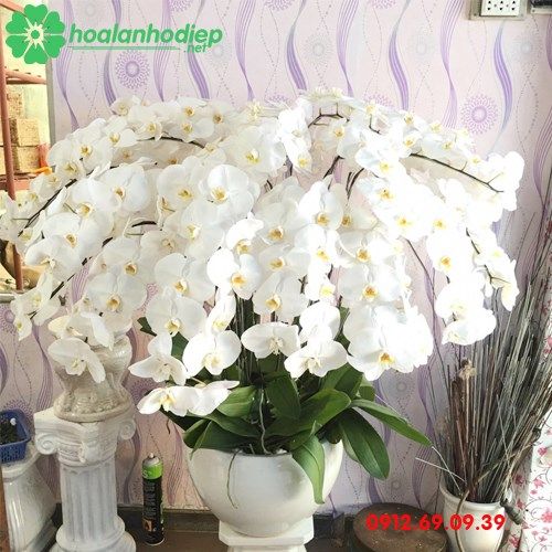 Chậu hoa lan hồ điệp trắng 15 cành LHD-80