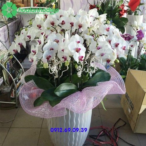 Chậu lan hồ điệp trắng đẹp LHD-100