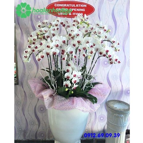 Chậu hoa lan hồ điệp chúc mừng LHD-059