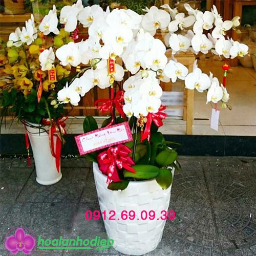 Bình hoa lan hồ điệp 9 cành LHDT-77
