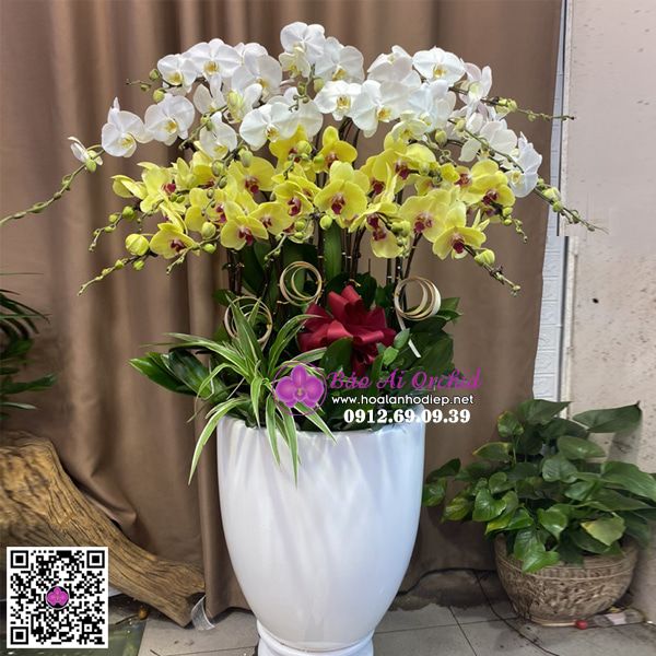 Bình hoa lan mix trắng vàng cao cấp LHD-678