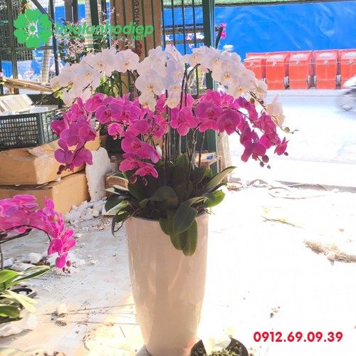 Chậu hoa lan hồ điệp trưng bày LHD-60