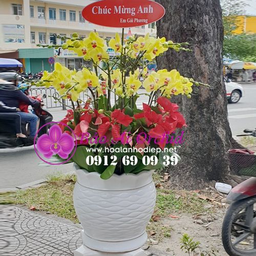 Chậu hoa lan hồ điệp vàng 20 cành LHD-399