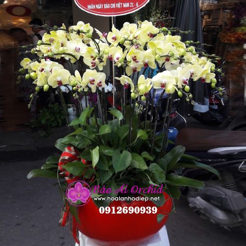 Chậu hoa lan hồ điệp vàng 25 cành LHD-517