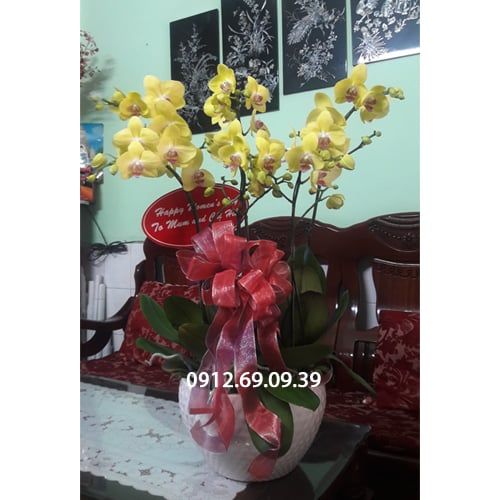 Chậu hoa lan hồ điệp vàng 6 cành LHD-260