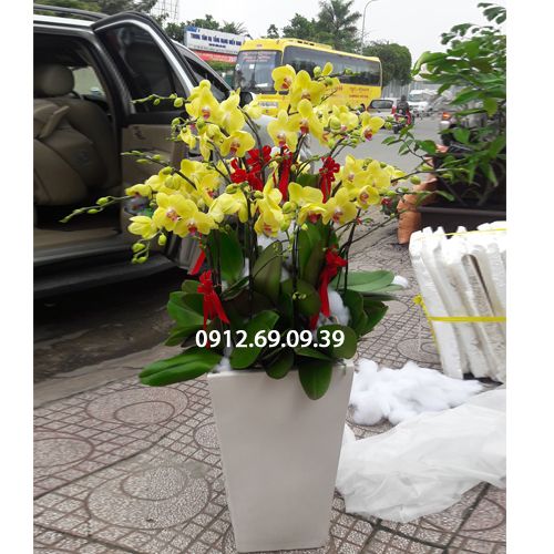 Chậu hoa lan hồ điệp vàng chúc mừng LHD-261