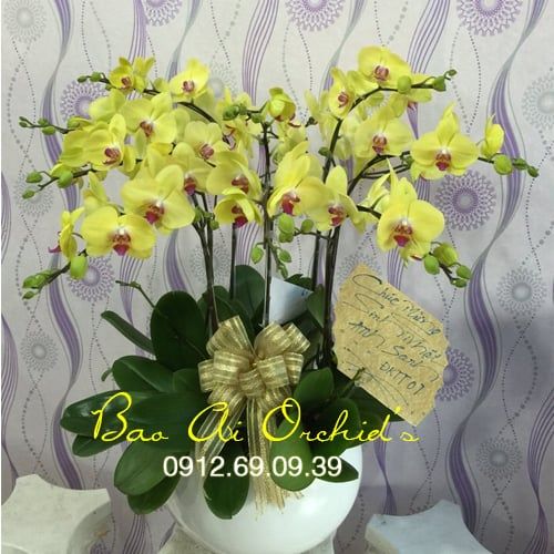 Chậu hoa lan hồ điệp vàng LHDT-62