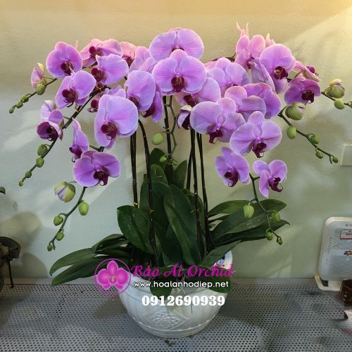 Chậu hoa lan 7 cành hồng phấn may mắn LHD-528