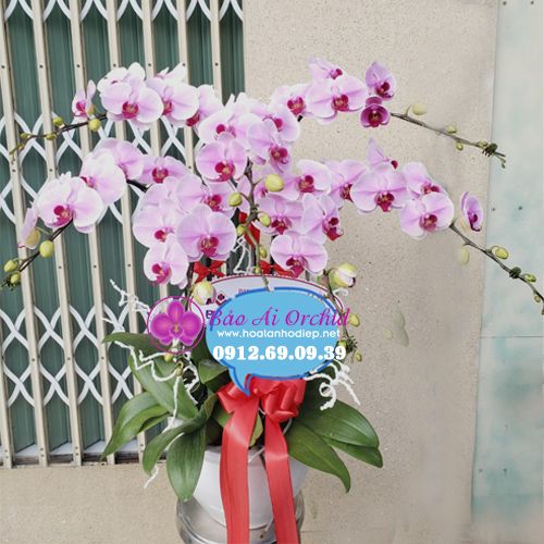 Chậu lan hồng 7 cành LHD-600