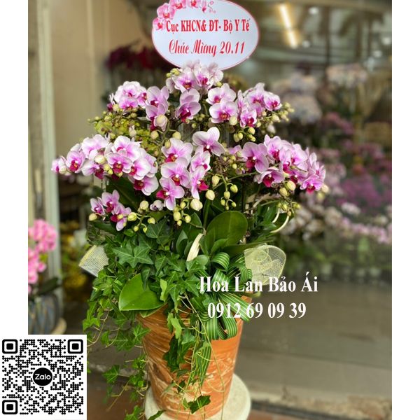 Chậu hoa lan chúc mừng LHD-702