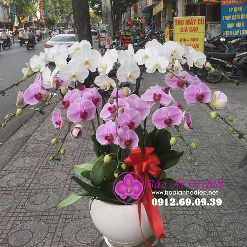 Chậu hoa lan biếu tết LHD-589