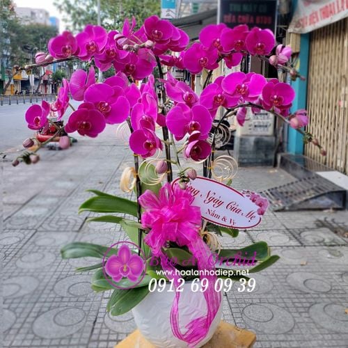 Chậu hoa lan tím 6 cành LHD-610