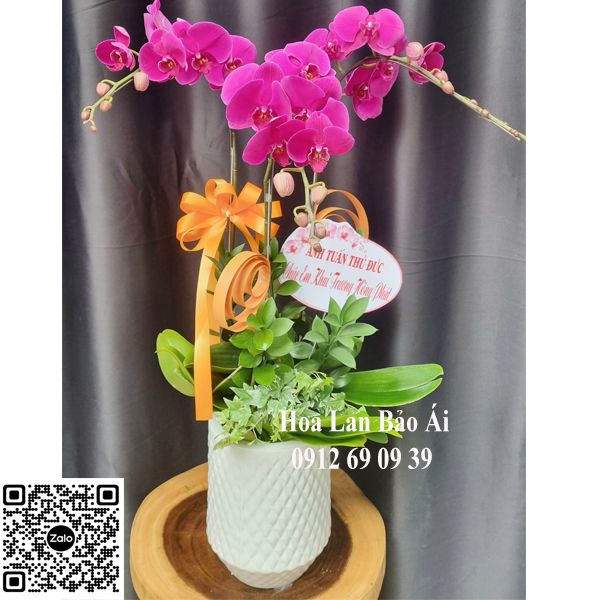 Chậu hoa lan chúc mừng LHD701