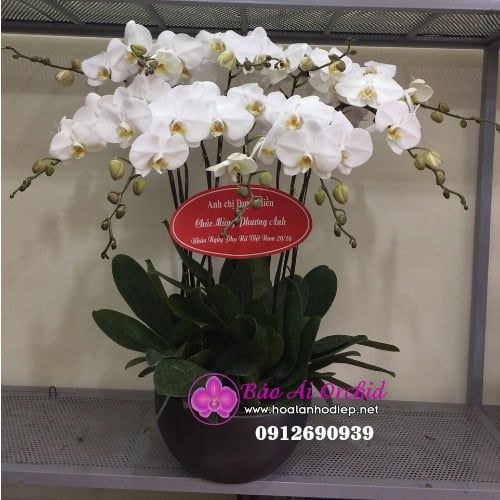 Chậu hoa lan trắng 10 cành LHD-527