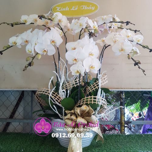 Chậu hoa lan trắng kính lễ LHD-540