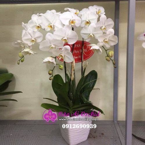 Chậu hoa lan trắng 3 cành xinh xắn LHD-526