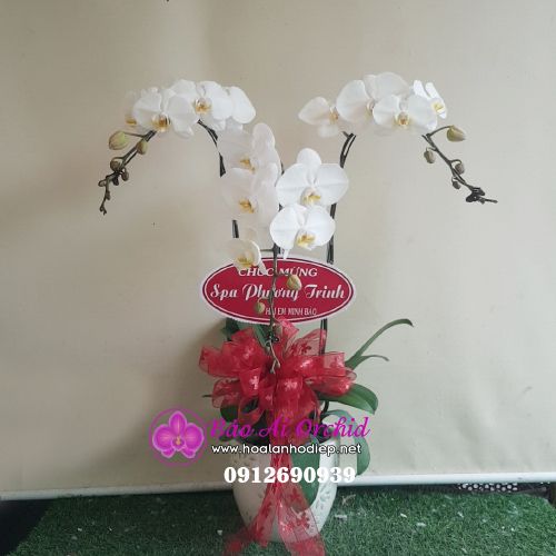 Chậu hoa lan 3 cành trắng LHD-529