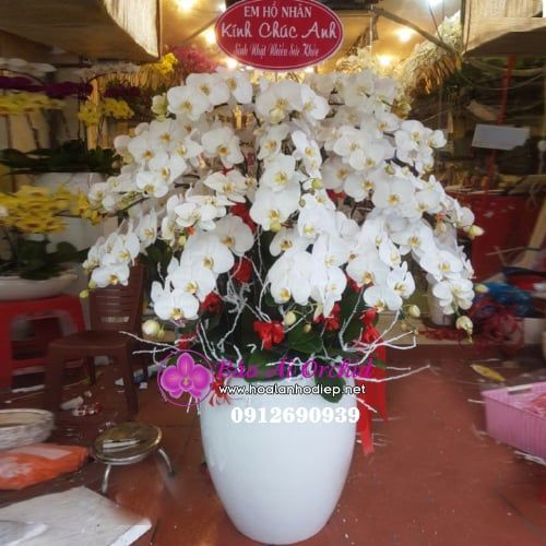 Bình hoa lan trắng VIP 30 cành LHD-525