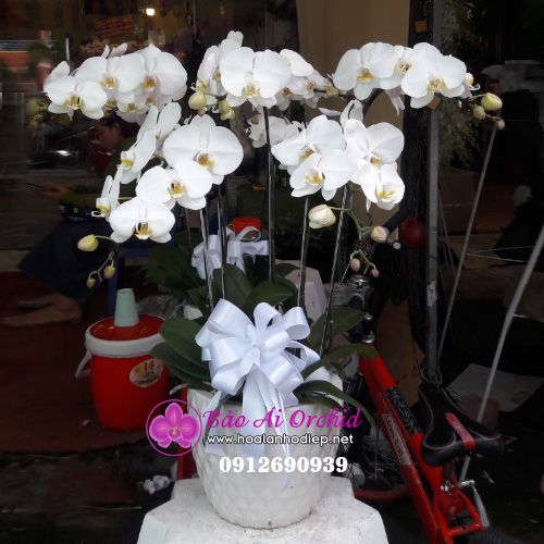 Chậu hoa lan trắng 5 cành LHD-515