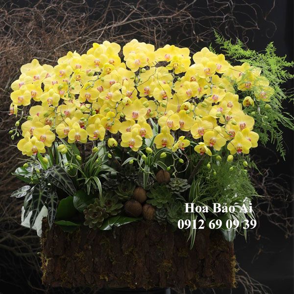 Chậu hoa lan hồ điệp Siêu Đẹp Biếu Tết 2025 LHD-771