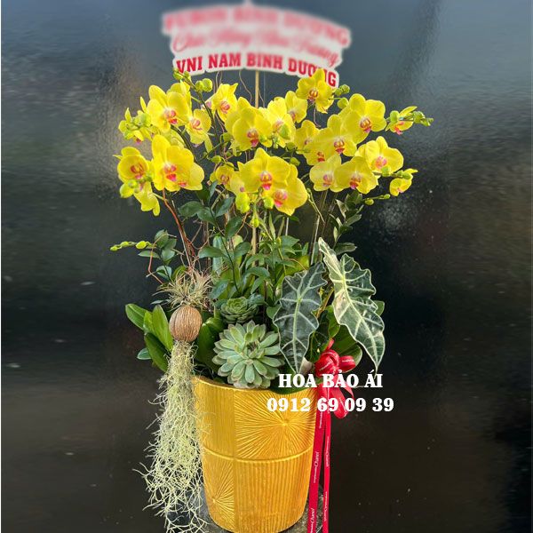 Chậu hoa lan vàng chúc mừng LHD-782