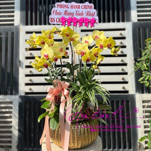 Chậu hoa lan vàng chúc mừng sinh nhật LHD-758