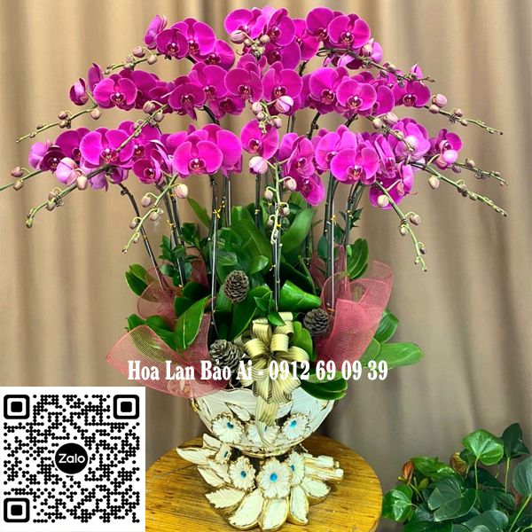Chậu lan VIP - LHD-709