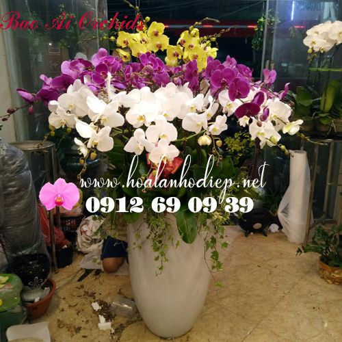 Chậu Lan Hồ Điệp Chơi Tết Sang Trọng LHD-365