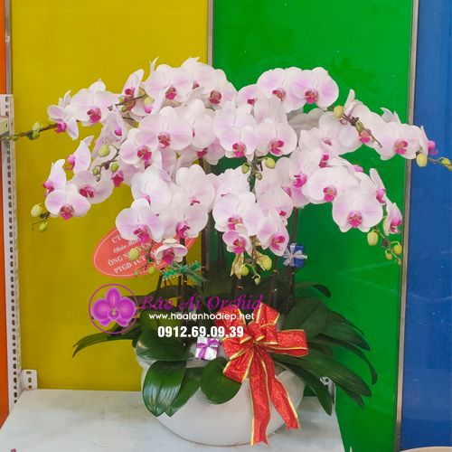 Chậu lan hồ điệp hồng tặng 8/3 LHD-595