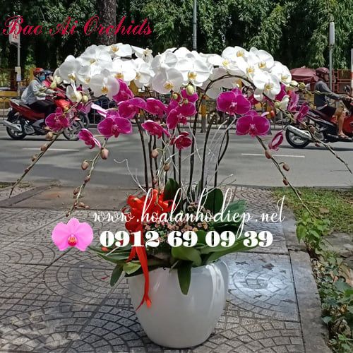 Chậu Lan Hồ Điệp 10 Cành Trắng Phối Tím LHD-369