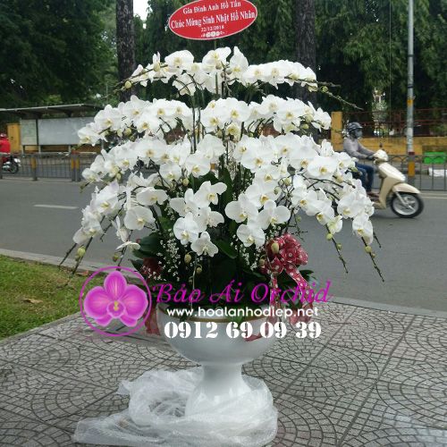 Chậu hoa lan hồ điệp 50 cành đẹp LHD-394