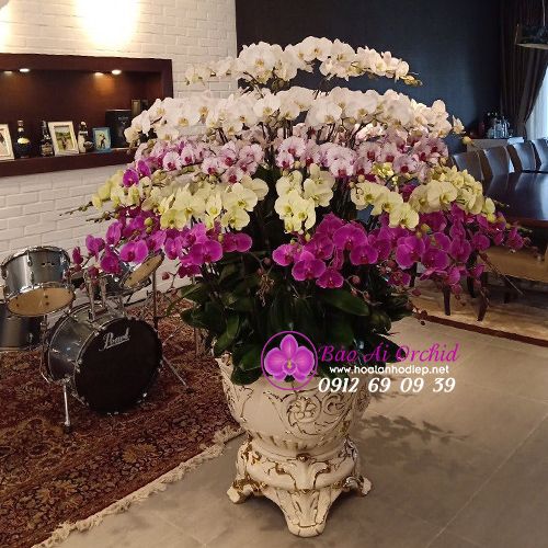 Chậu hoa lan hồ điệp trưng tết 79 cành tài lộc LHD-586