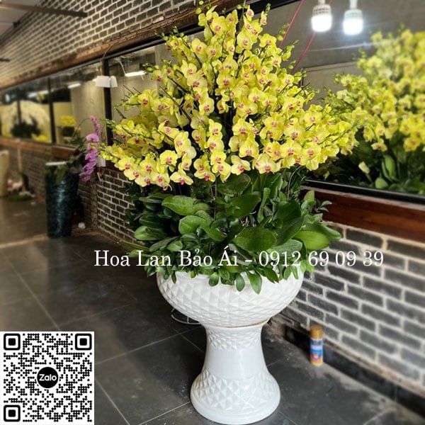 Chậu hoa lan hồ điệp vàng chúc tết 2023 LHD-694