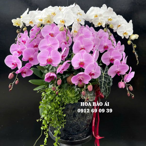 Chậu hoa lan trắng mix hồng đẹp LHD-784