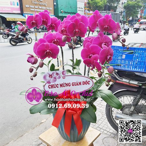 Chậu hoa lan tím 5 cành LHD-627