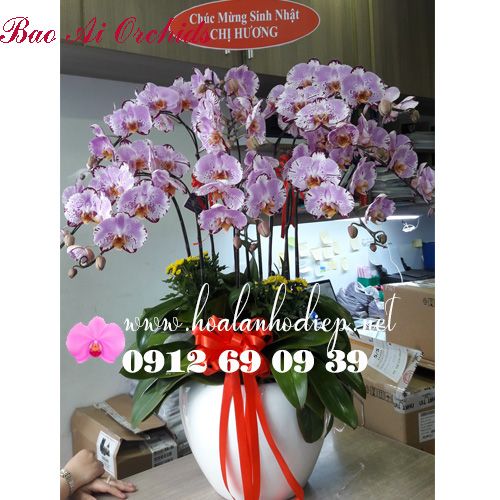 Chậu lan hồ điệp chơi tết 2019 LHD-370