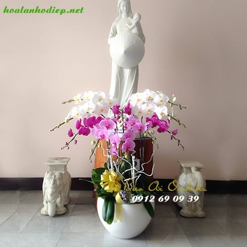 Chậu Lan Hồ Điệp Dâng Đức Mẹ LHD-258