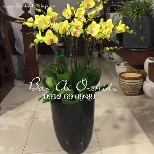 Chậu lan hồ điệp chúc mừng ngày Phụ Nữ Việt Nam LHD-286