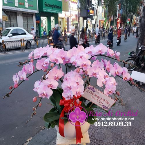 Chậu lan hồng phấn mừng sinh nhật vợ LHD-593