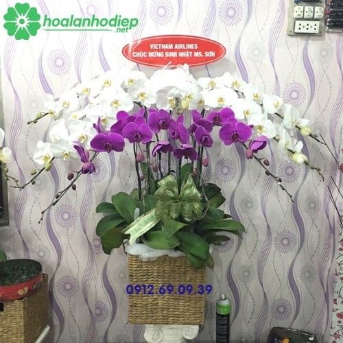 Hoa lan hồ điệp tặng sinh nhật LHD-64
