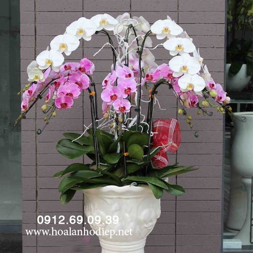 Lan Hồ Điệp Tết LHDT-08